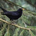 The blackbird