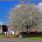 the blackthorn tree on station road Gosforth 4A