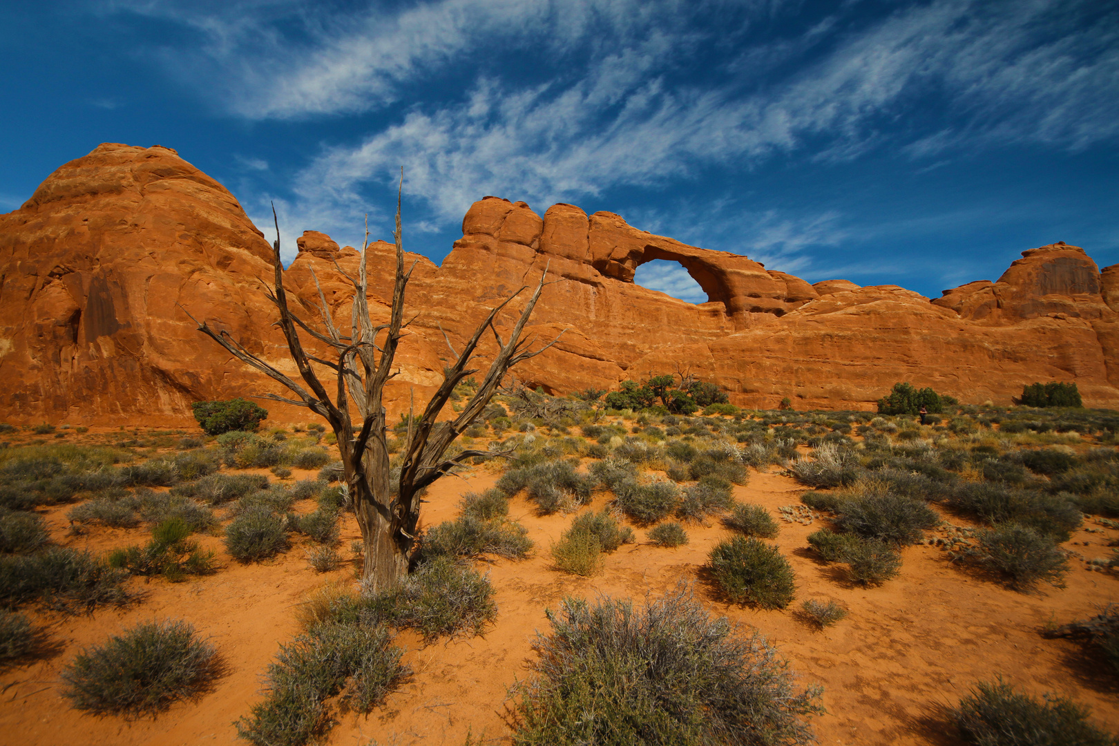 the blasted tree