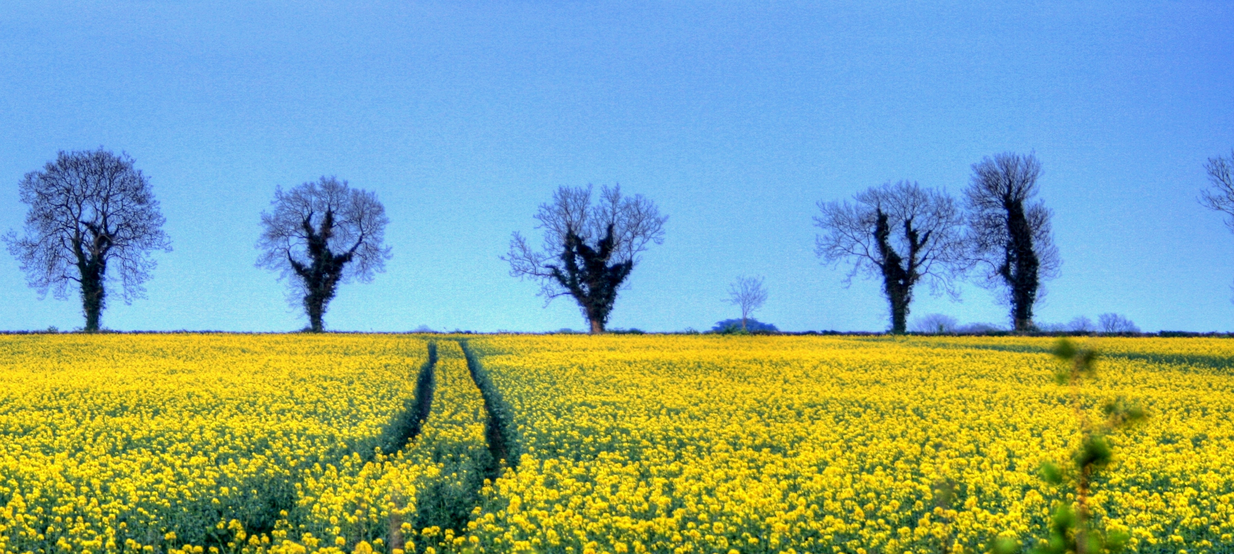 The Bloom of the Rapeseed