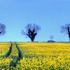 The Bloom of the Rapeseed