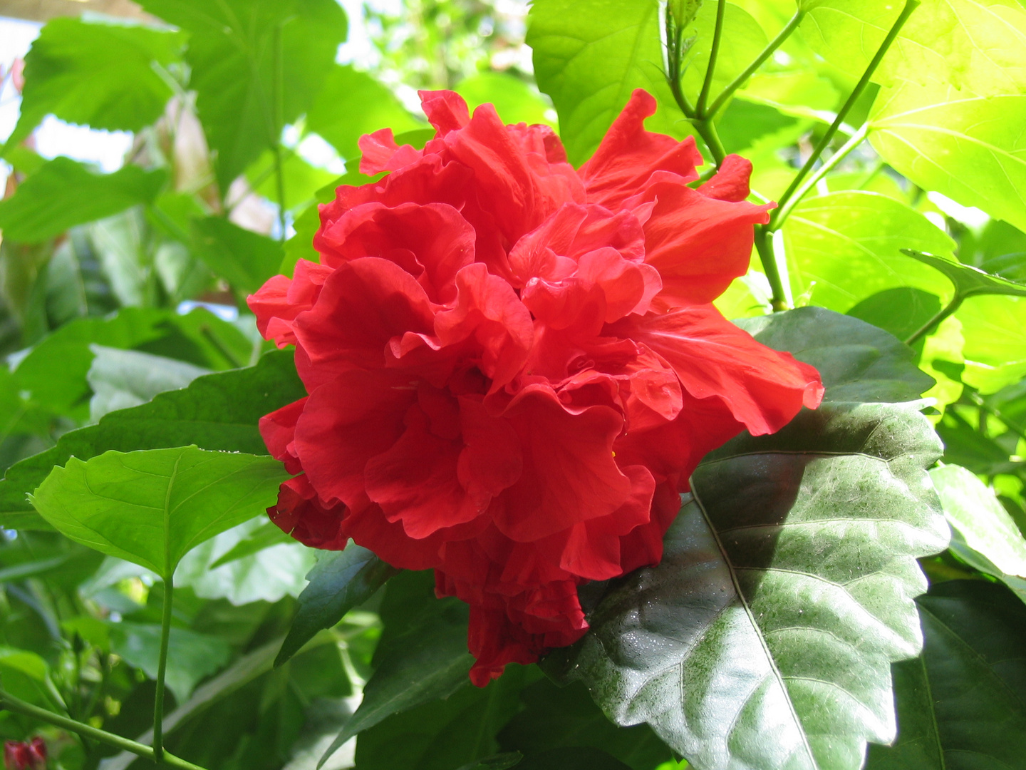 The blossom in red