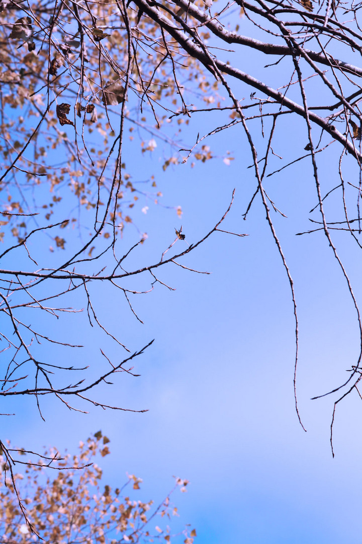 The blossoms on the trees stir up the honey bees