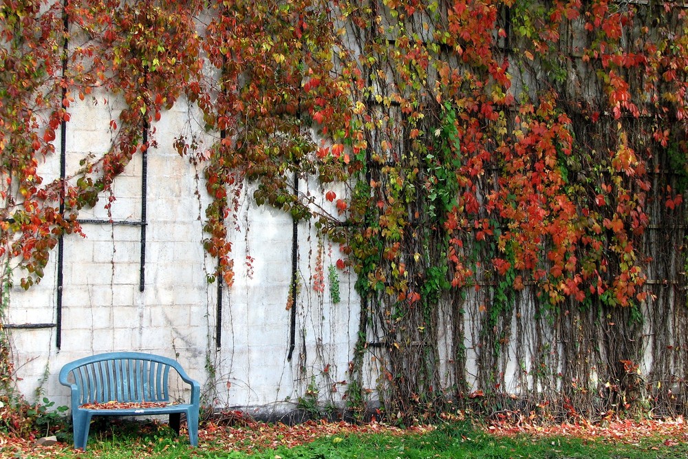 The Blue Bench