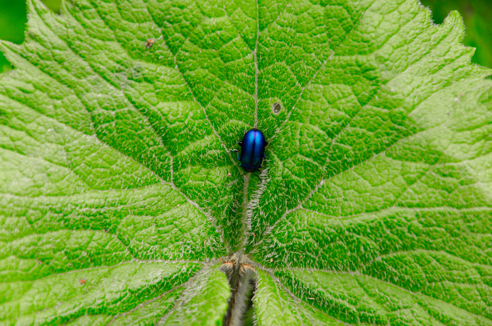 The blue bug on the green leave