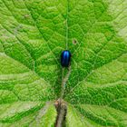 The blue bug on the green leave