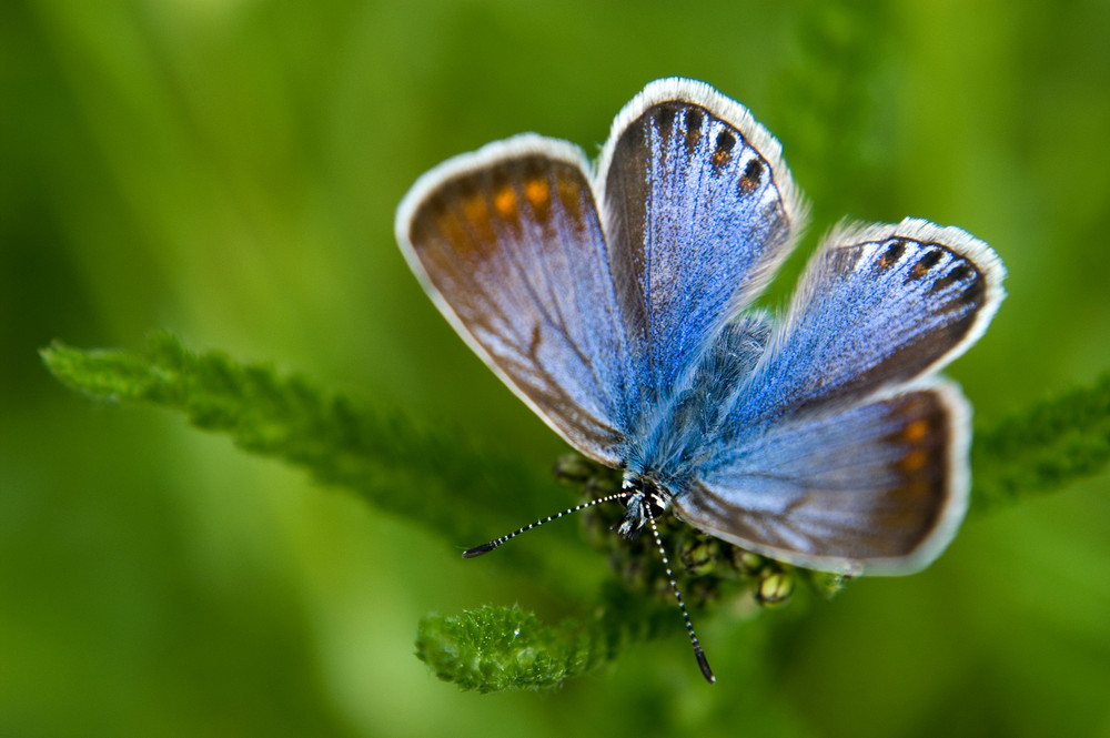 The blue butterfly