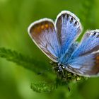 The blue butterfly