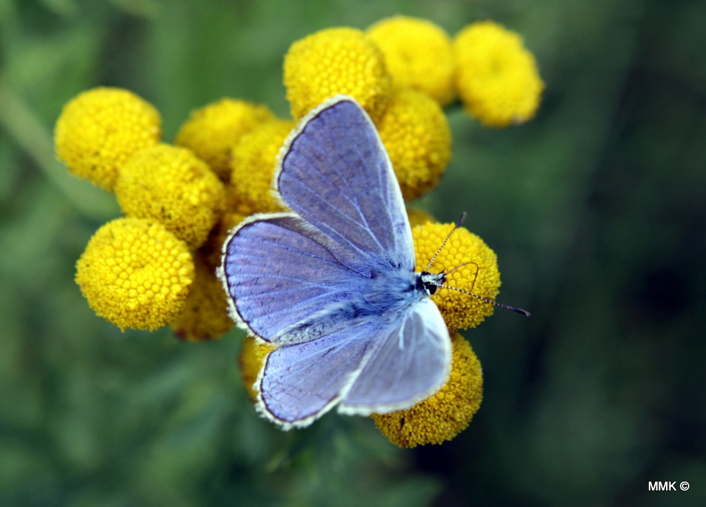 The blue butterfly...