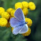 The blue butterfly...