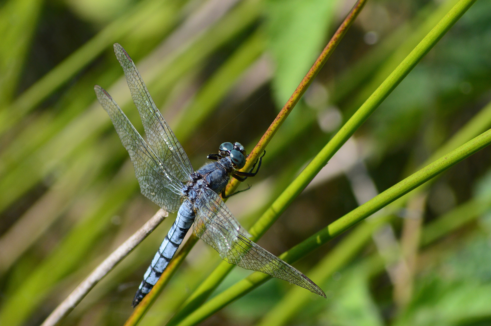 The blue Dargonfly