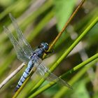 The blue Dargonfly