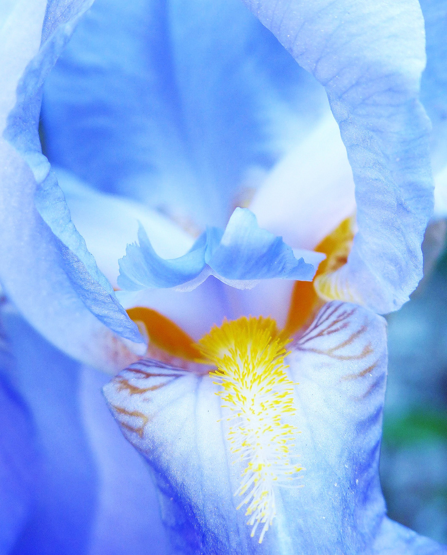 The Blue - Deutsche Schwertlilie, auch Ritterlilie genannt 