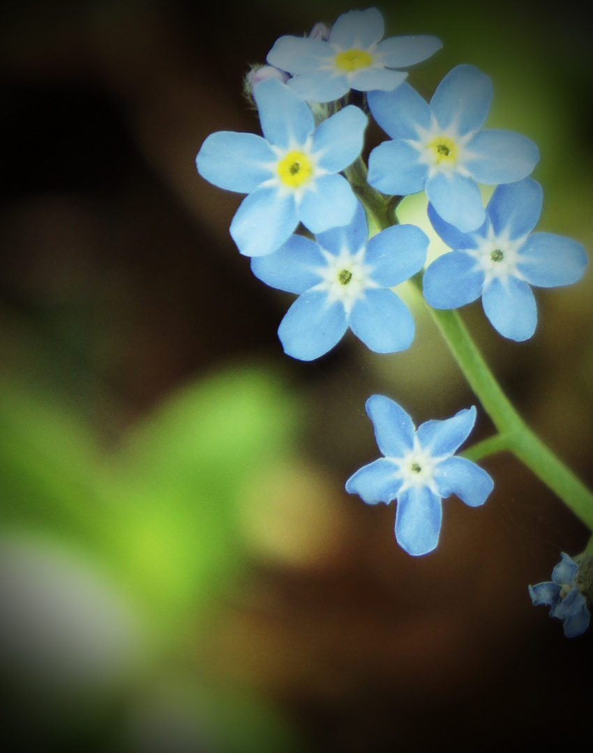 the blue flower