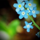 the blue flower