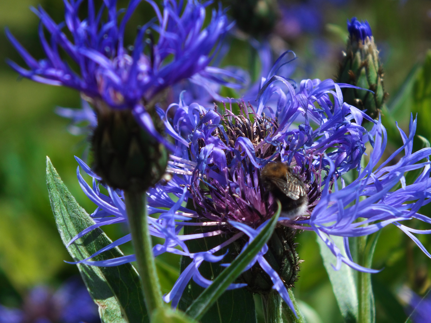 The Blue Flower