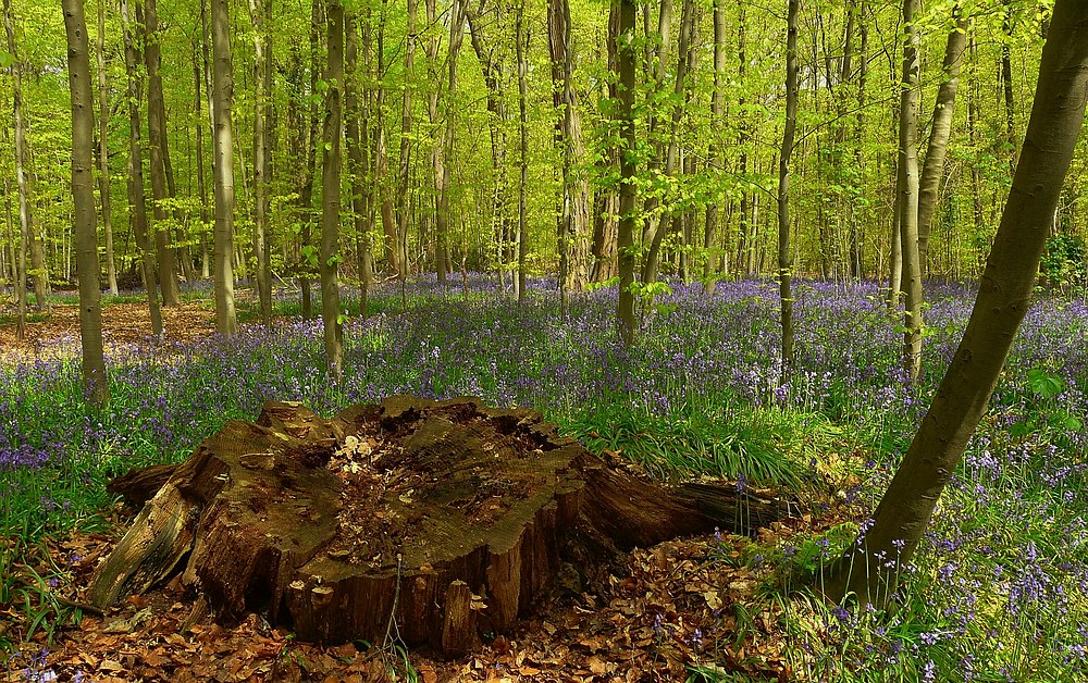 The Blue Forest (1)