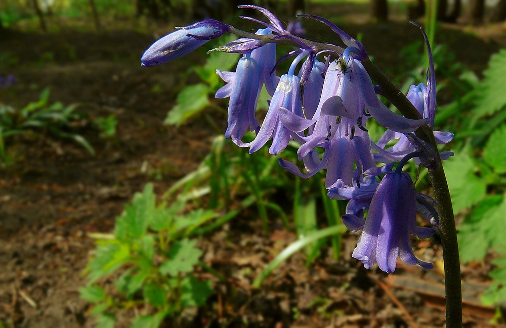 The Blue Forest (3) : One of those millions.