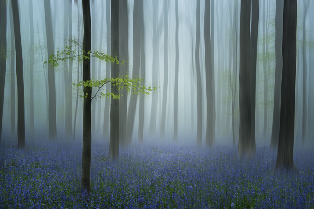 The blue forest .....