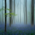 The blue forest .....