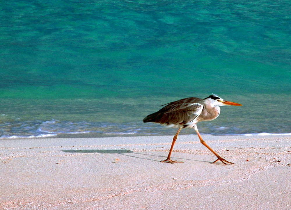 THE BLUE-GREY HERON