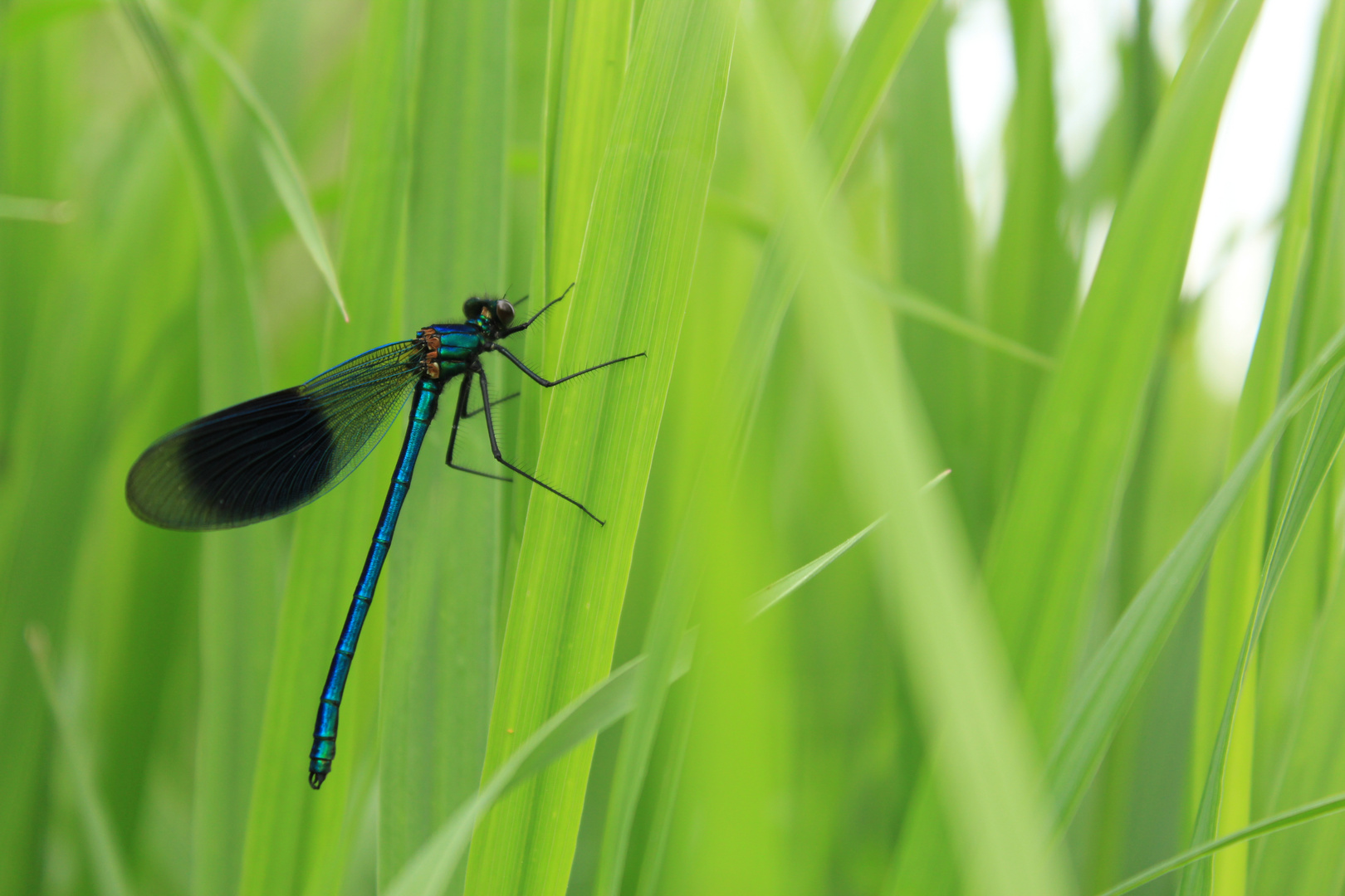 the blue in the green