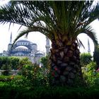 the Blue Mosque