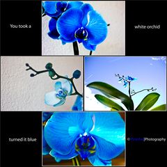 The Blue Orchid