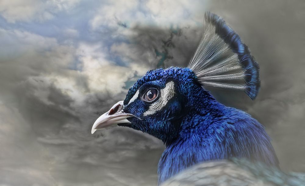 "the blue peacock"