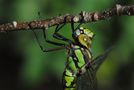 ~ The Blue Point ~ (Aeshna cyanea, w) von Faszination Libellen - Makrofotografie Bastian Kathan