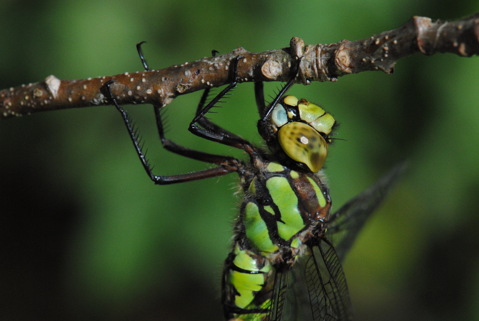 ~ The Blue Point ~ (Aeshna cyanea, w)