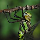 ~ The Blue Point ~ (Aeshna cyanea, w)