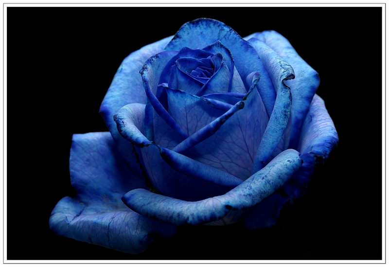 The Blue Rose