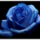 The Blue Rose