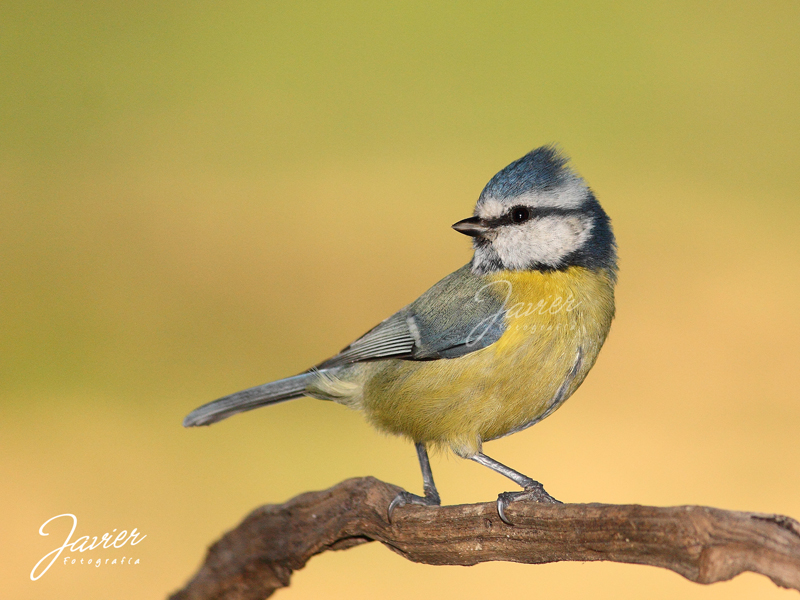 The Blue Tit