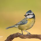 The Blue Tit