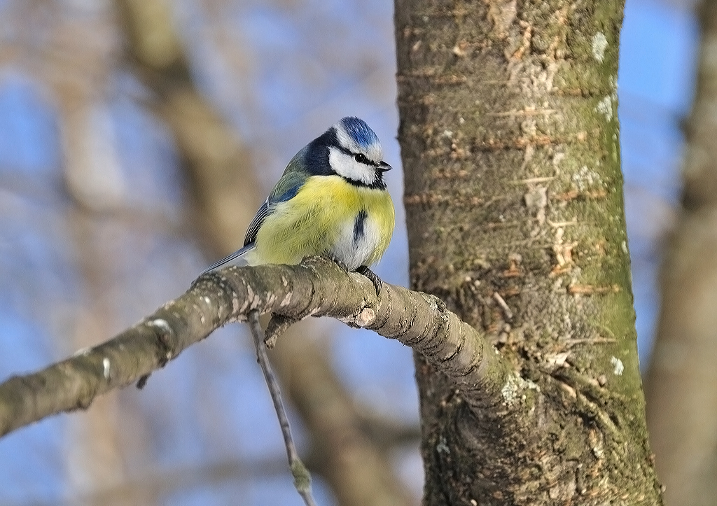 The blue tit