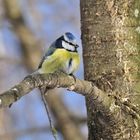 The blue tit