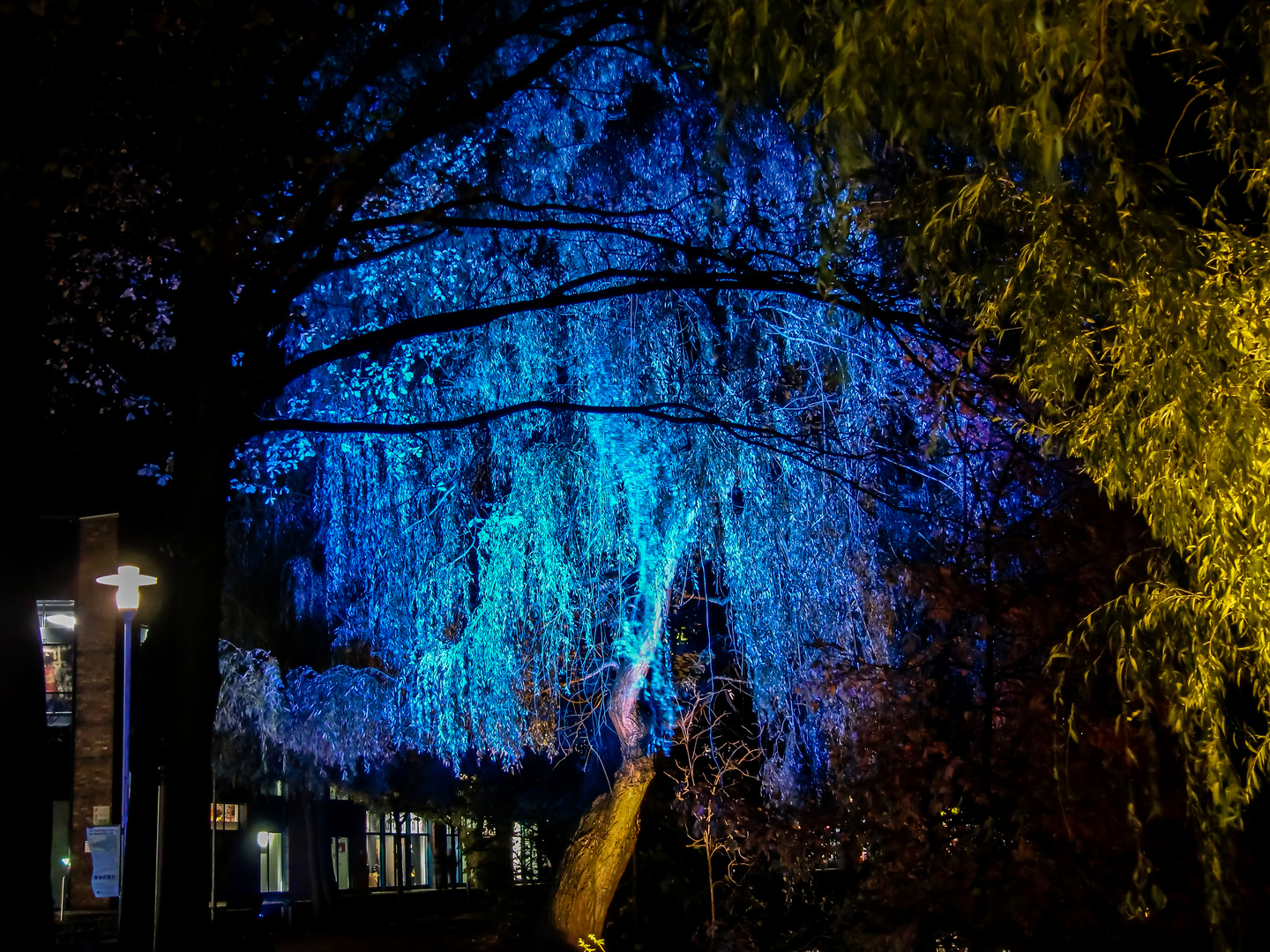 The Blue Tree