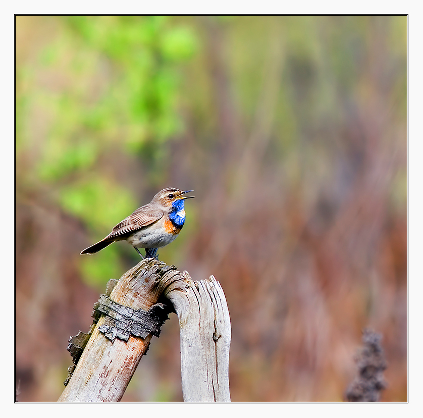 The Bluethroat (Luscinia svecica)