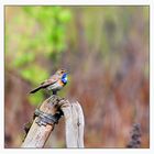 The Bluethroat (Luscinia svecica)