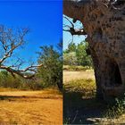 * The Boab Prison Tree *