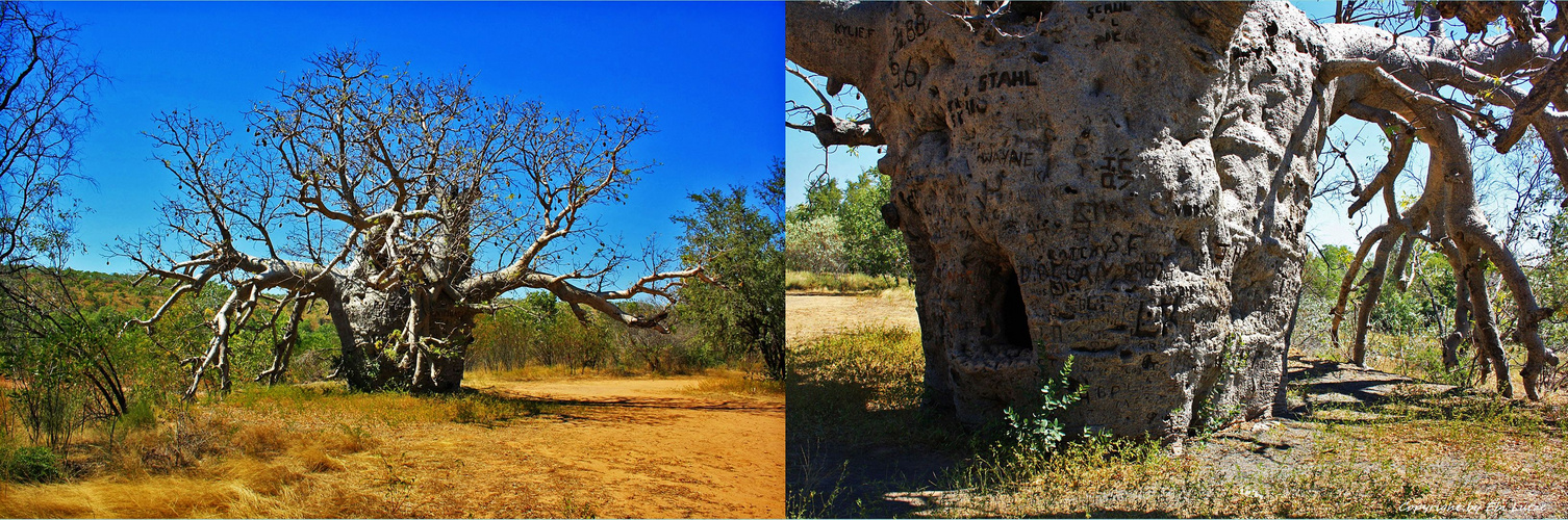 * The Boab Prison Tree *