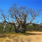 *** The Boab Prison Tree / Gibb River Rd. to Windham ***