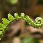 The body language of ferns.