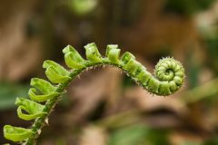 The body language of ferns.