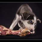 the bone and the puppy