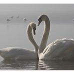 The Bonny Swans....