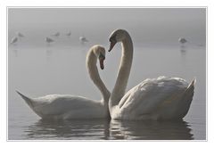 The Bonny Swans....