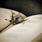 The book and the rose